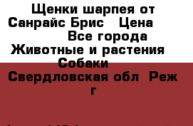 Щенки шарпея от Санрайс Брис › Цена ­ 30 000 - Все города Животные и растения » Собаки   . Свердловская обл.,Реж г.